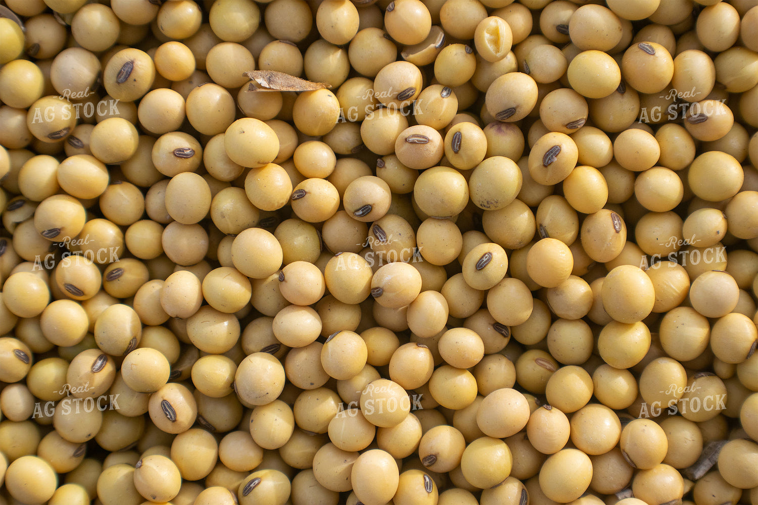 Hulled Soybeans 50036