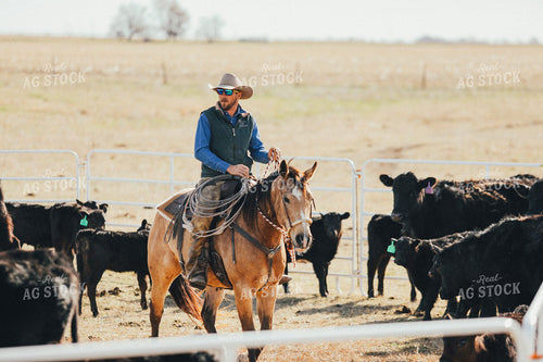 Rancher on Horseback Riding Through Pen 53086