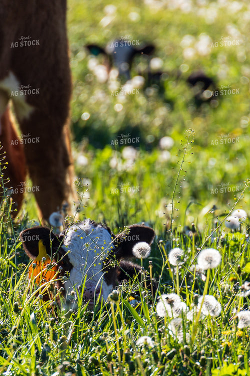 Calf 194022