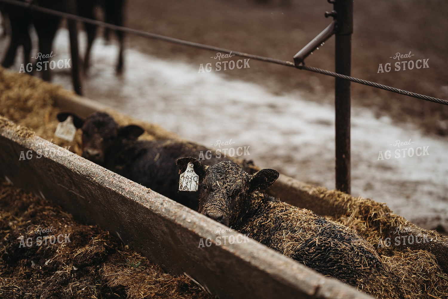 Angus Cattle in Pen 196173