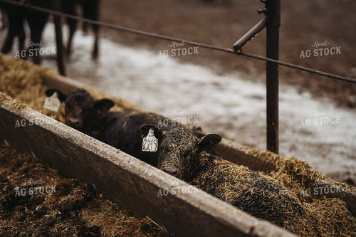 Angus Cattle in Pen 196173