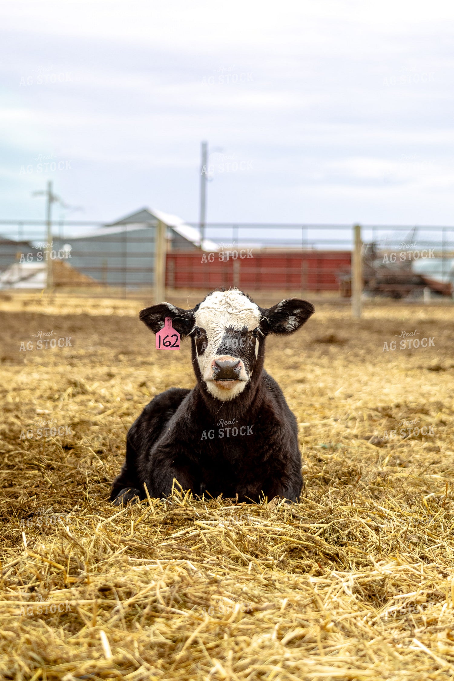 Black Baldy Calf 155716
