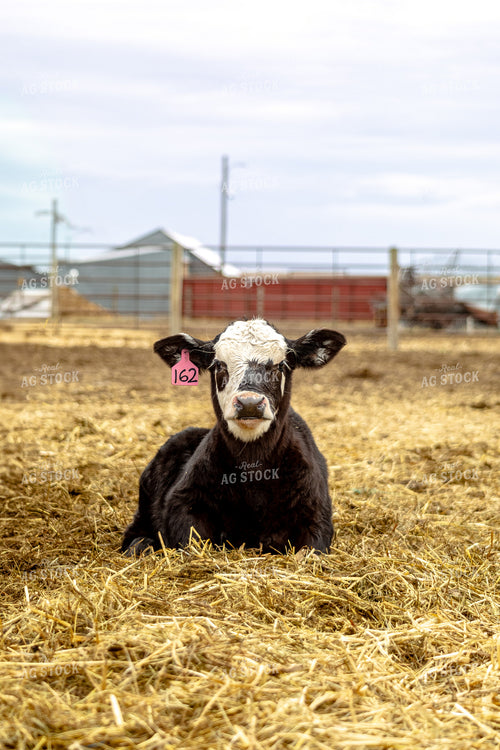 Black Baldy Calf 155716