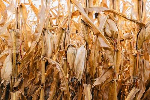 Dried Corn 178080