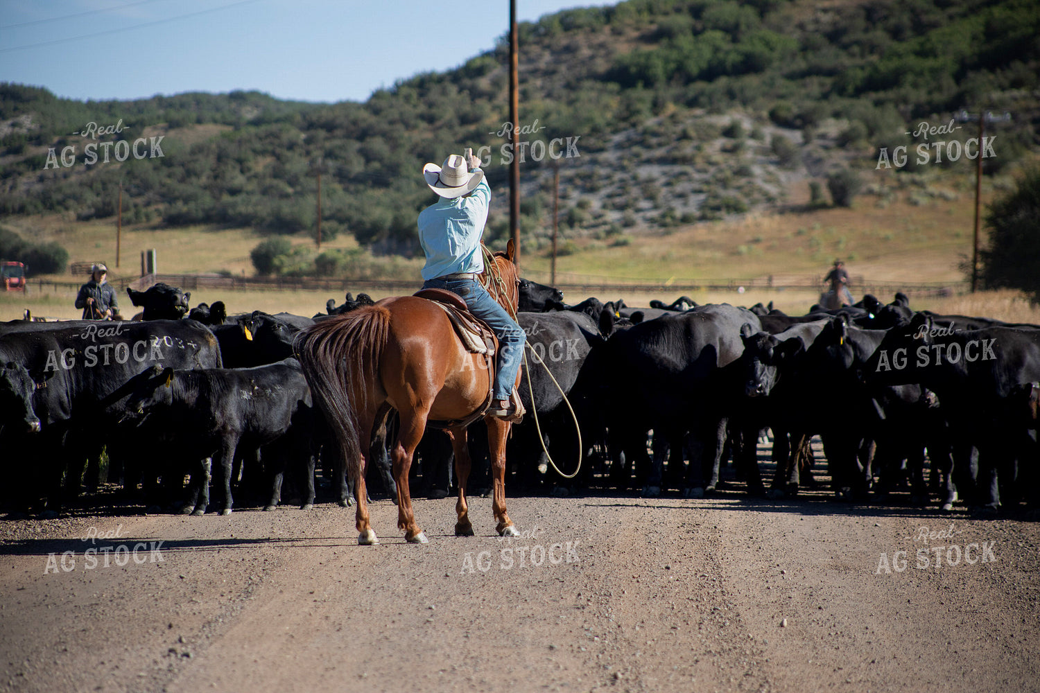 Cowboy on Cattle Drive 117405