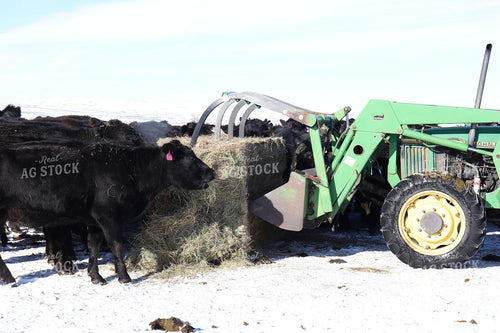 Farmer Putting Out Feed for Black Angus Cattle on Pasture 102038