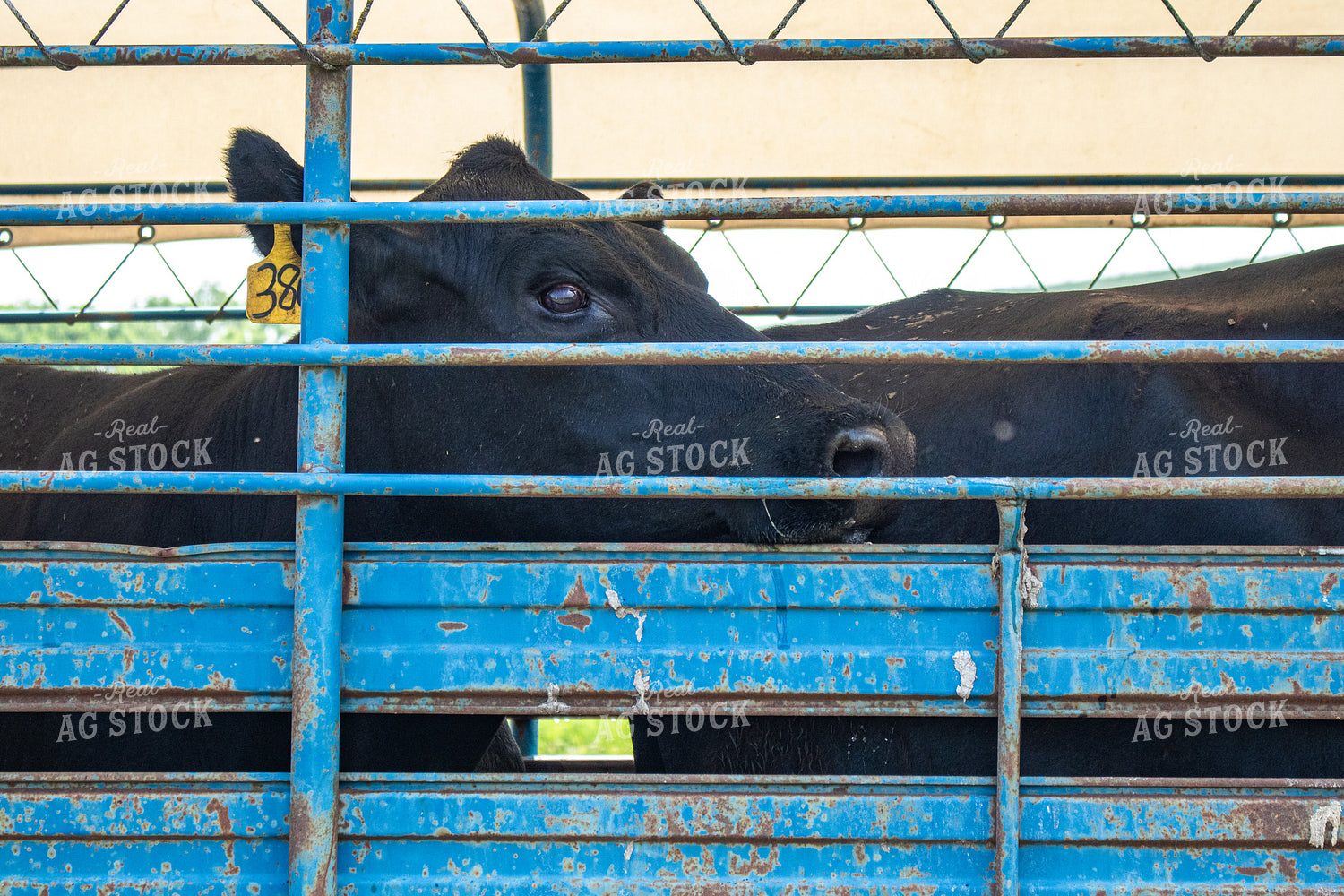 Cattle in Livestock Trailer 214222