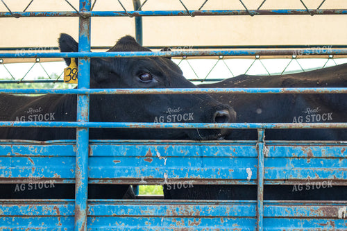 Cattle in Livestock Trailer 214222
