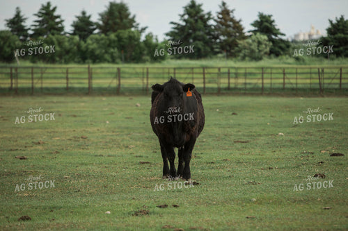 Feedyard 2984