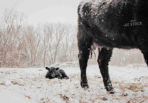Angus Cow Calf Pair in Snow 180015