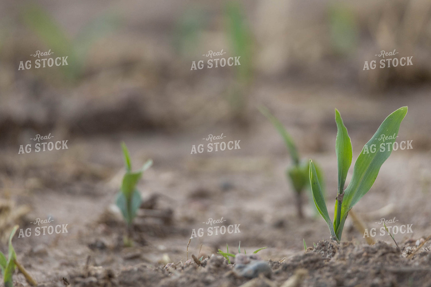 Early Growth Corn 97028