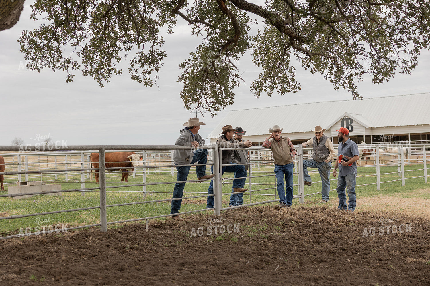 Ranchers Viewing Bulls 205114