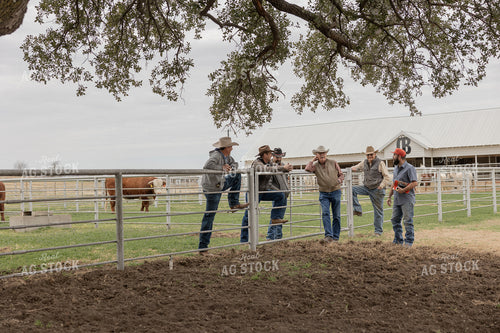 Ranchers Viewing Bulls 205114