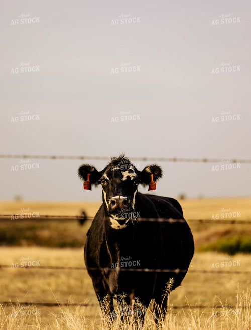 Cattle on Pasture 224015