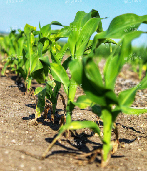 Early Growth Corn 141278