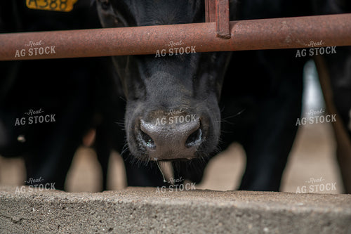 Angus Cow Snout 76747