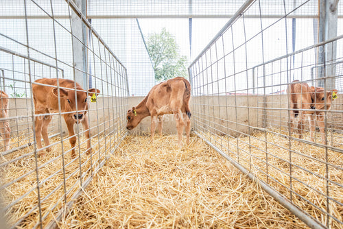 Jersey Calves 270463