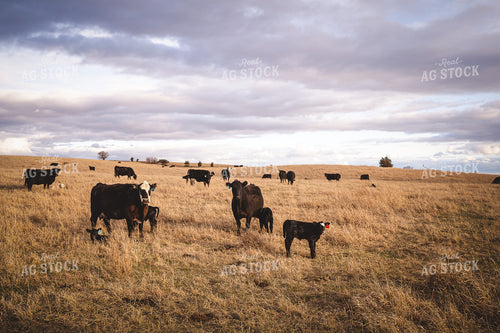 Angus Cattle in Pasture 196151