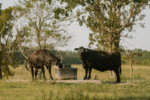 Cattle Drinking Water 125352
