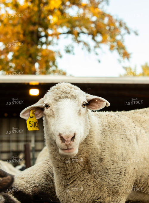 Sheep 264011