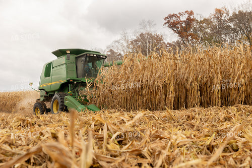 Corn Harvest 194081