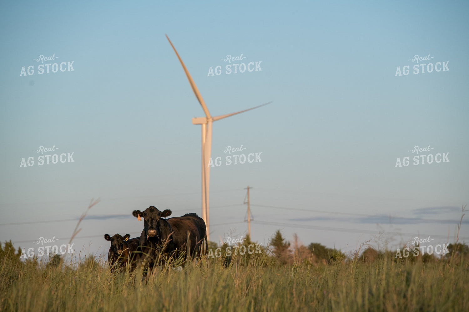 Cattle on Pasture 76486