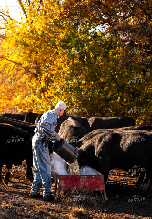 Farmer Feeding Cattle 115488