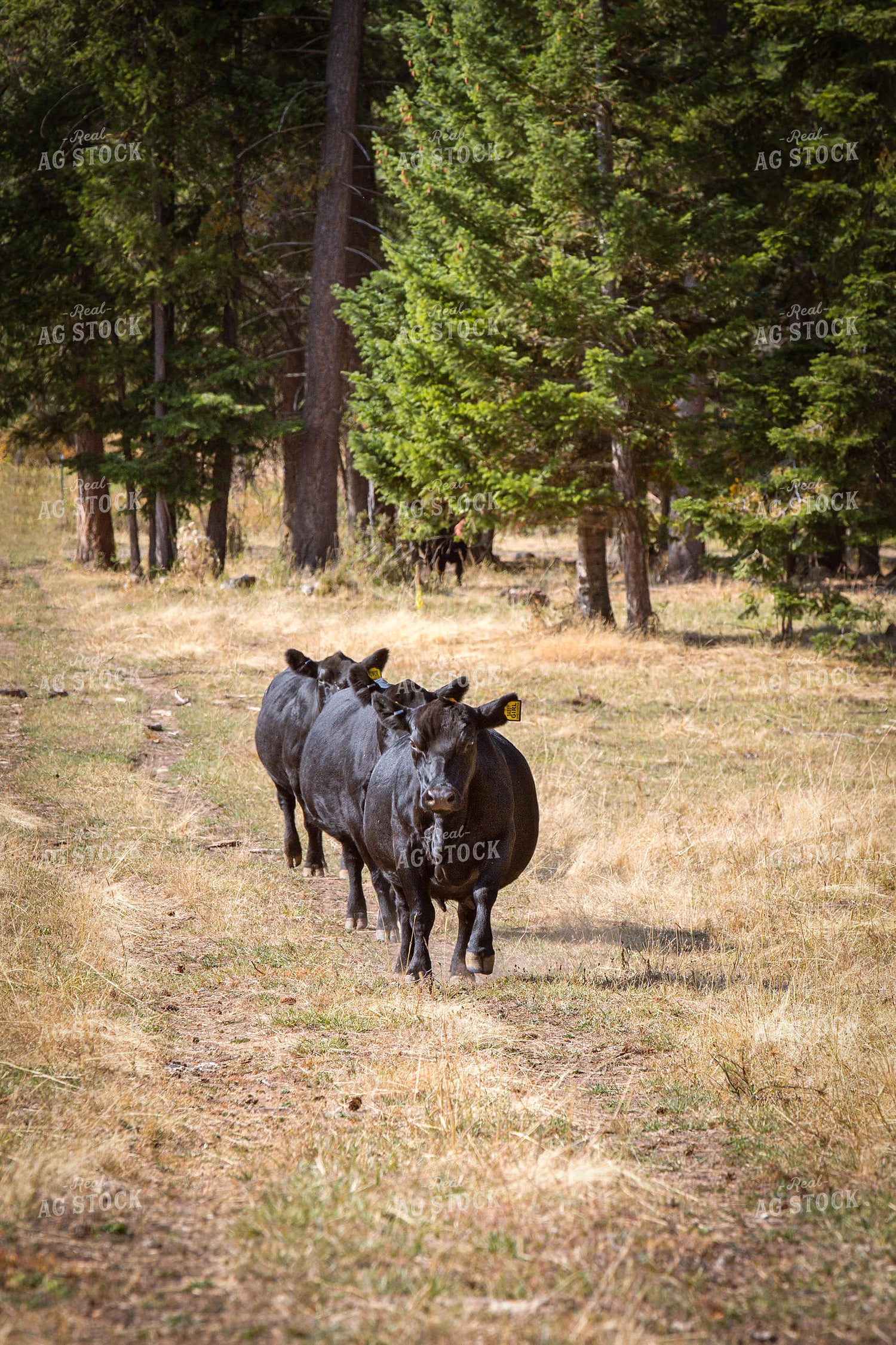 Angus Cattle in Line 81029