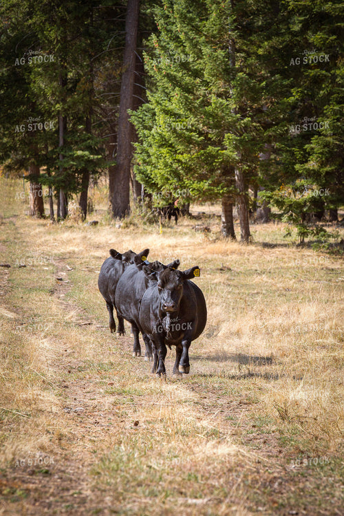 Angus Cattle in Line 81029