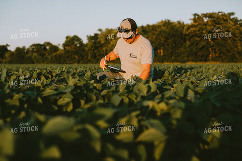 Farmer in Soybean Field with Tablet 6134