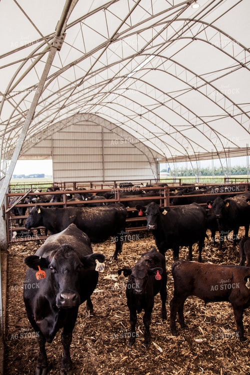 Cow Calf Pairs 67425
