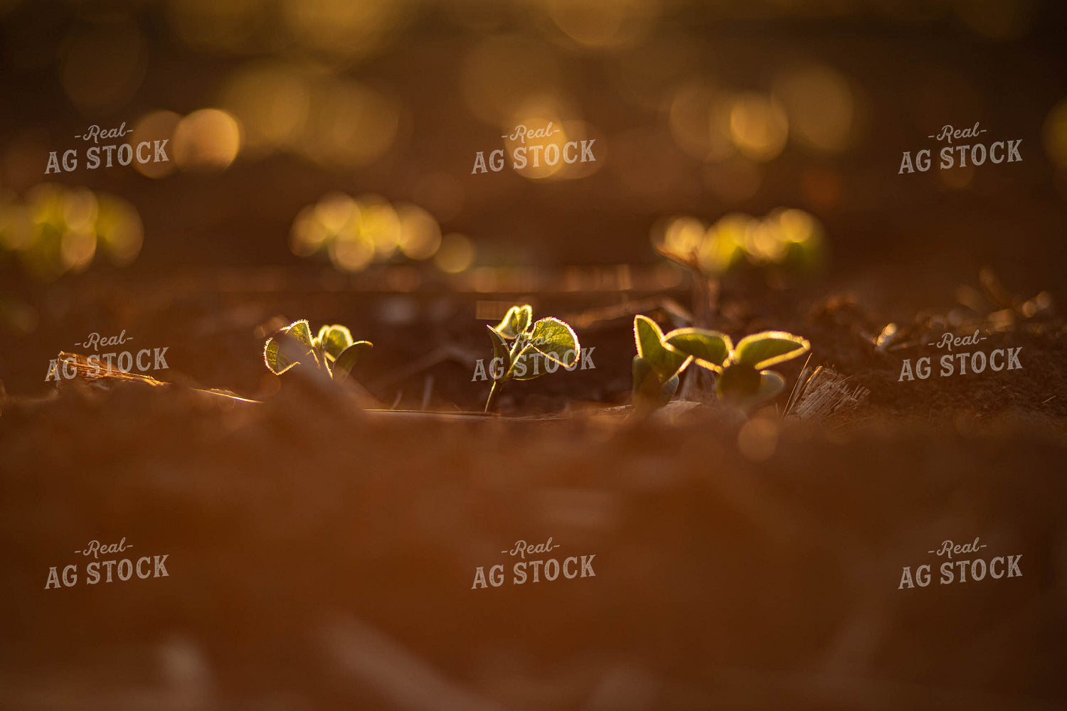 Early Growth Soybeans 215028
