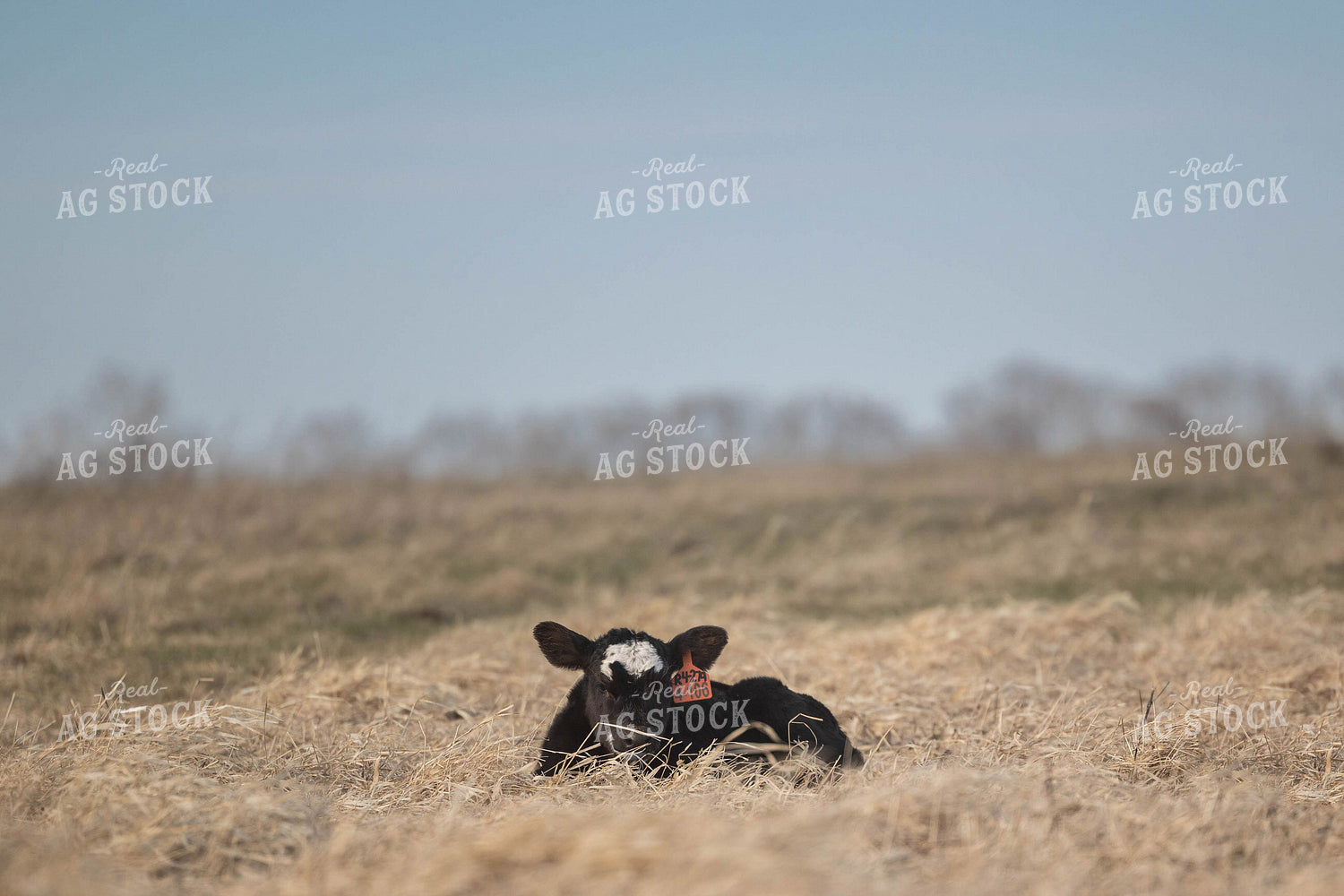 Calf on Cornstalks 72166