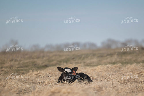 Calf on Cornstalks 72166