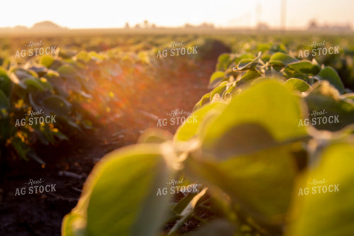 Soybeans - Early Growth 1435