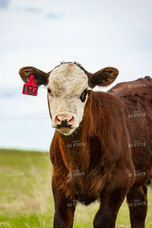 Angus Cross Calf 155220