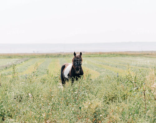 Horse in Pasture 61071