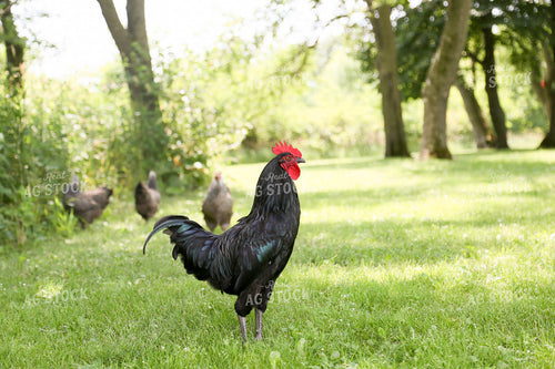 Free Range Chickens 161138