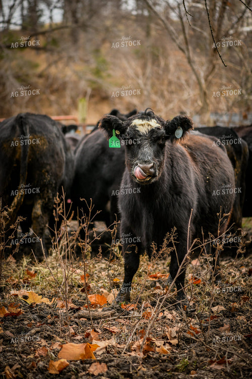 Cattle in Pasture 191298