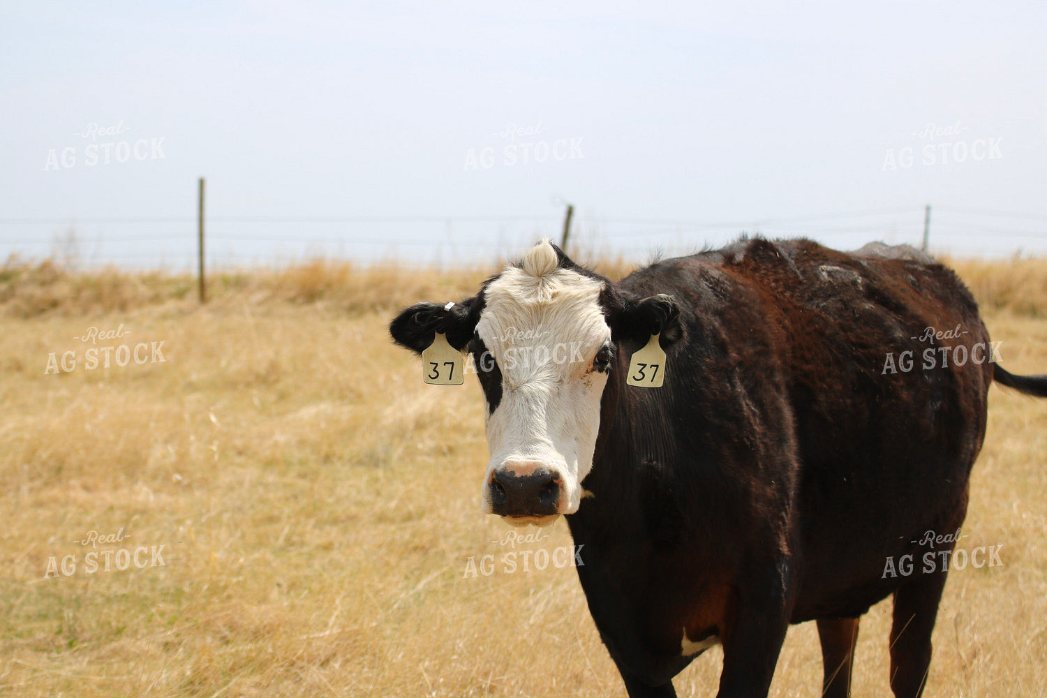 Black Baldy Cattle on Pasture 82383