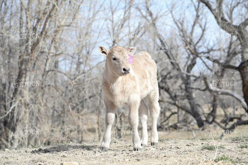 Charlois Calf 117180