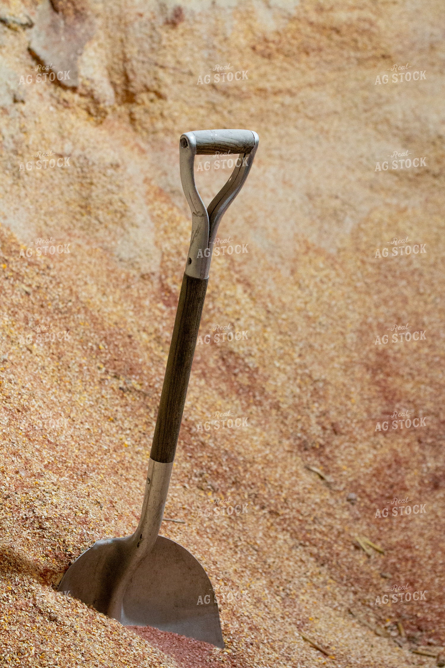 Scoop Shovel in Feed 157279