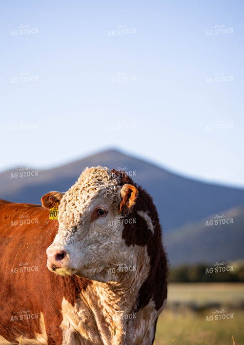 Hereford Cow in Pasture 81119