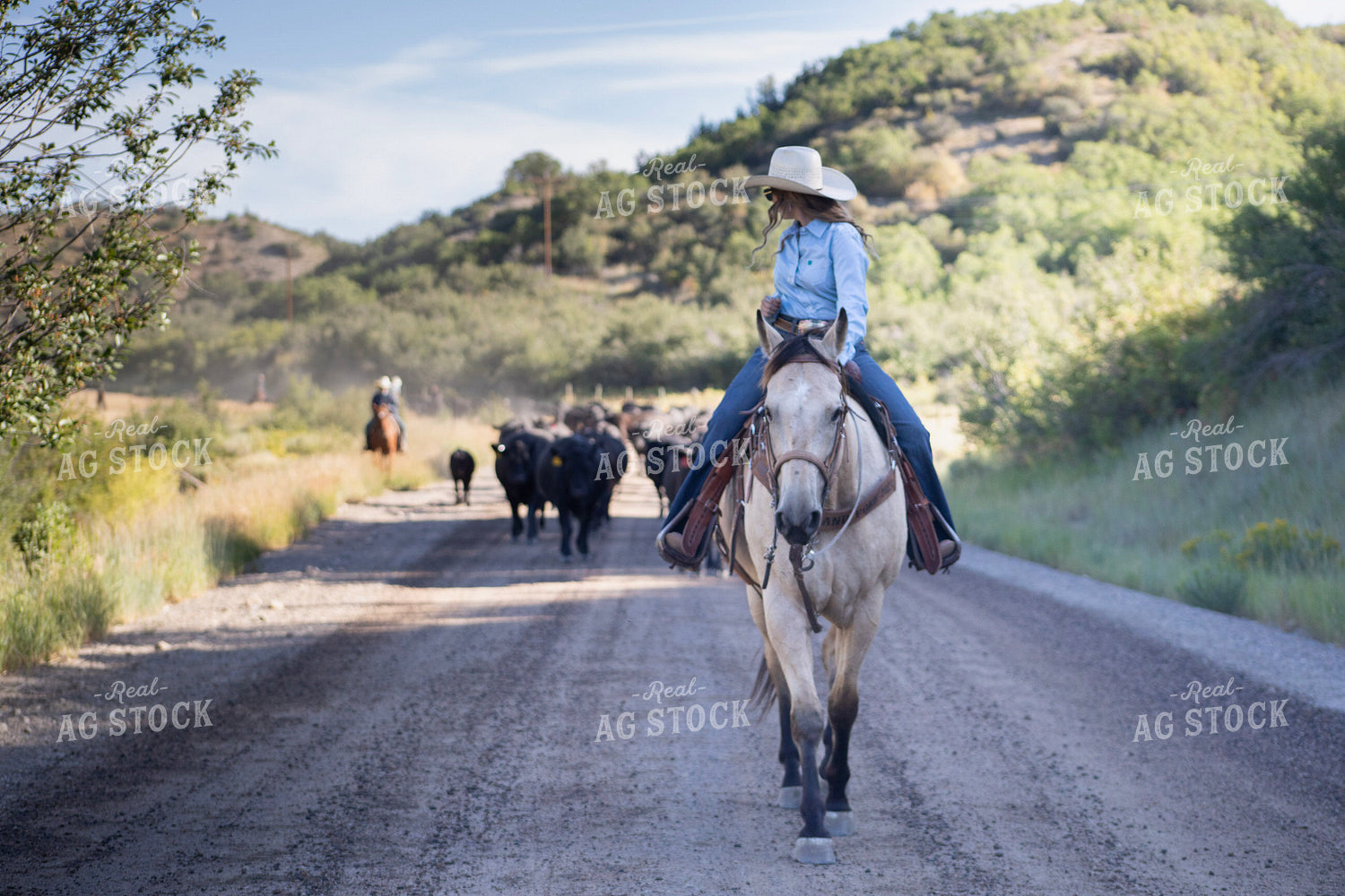 Cowgirl on Cattle Drive 117372