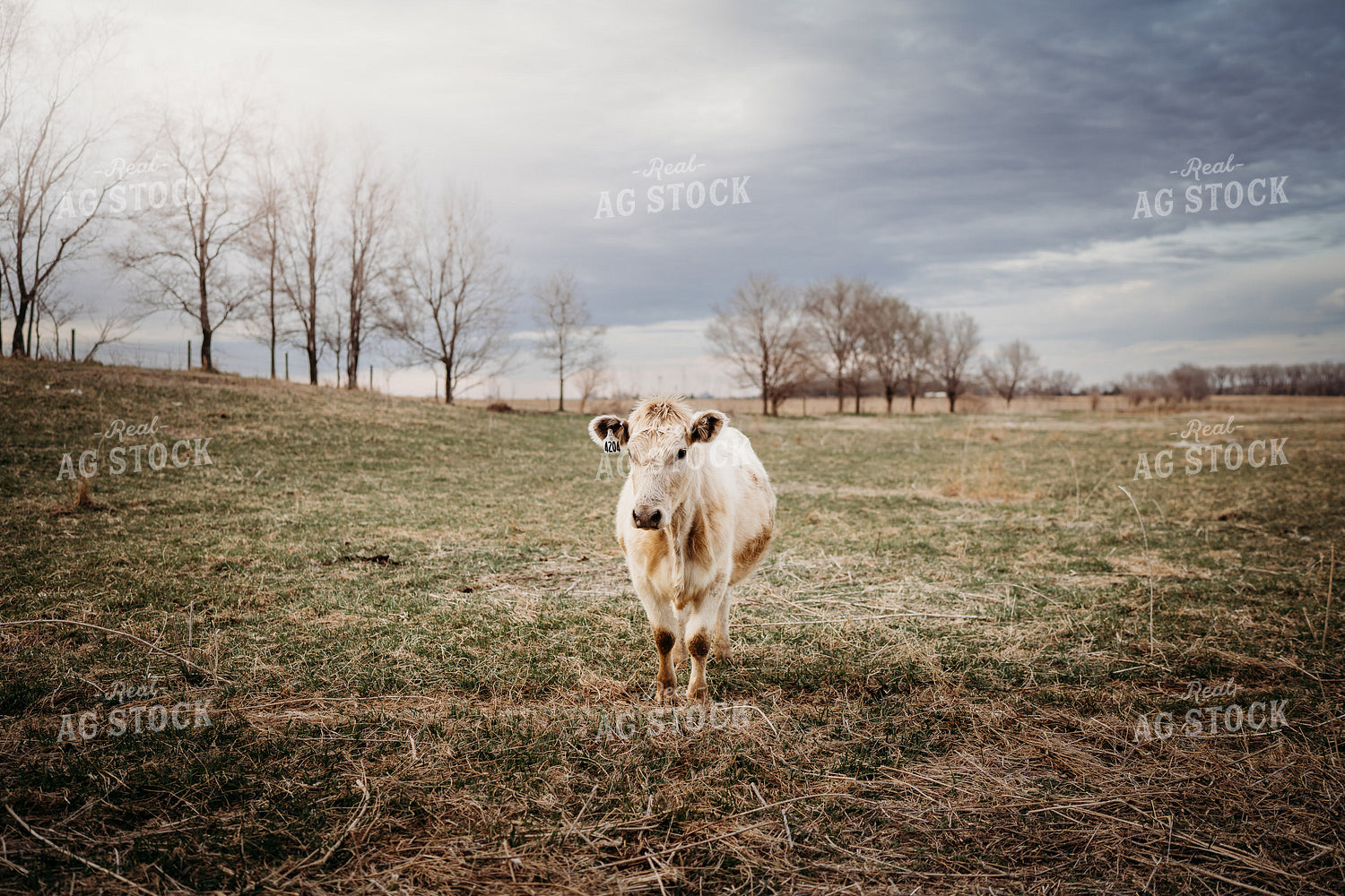 Charolais Cattle on Pasture 196260