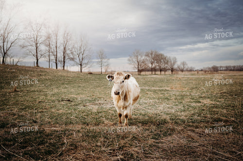Charolais Cattle on Pasture 196260
