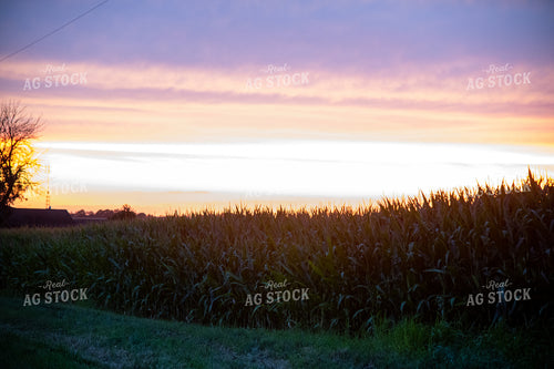 Sunset Over a Corn Field 25292
