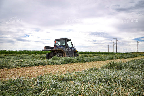 Side by Side in Hay Field 56431