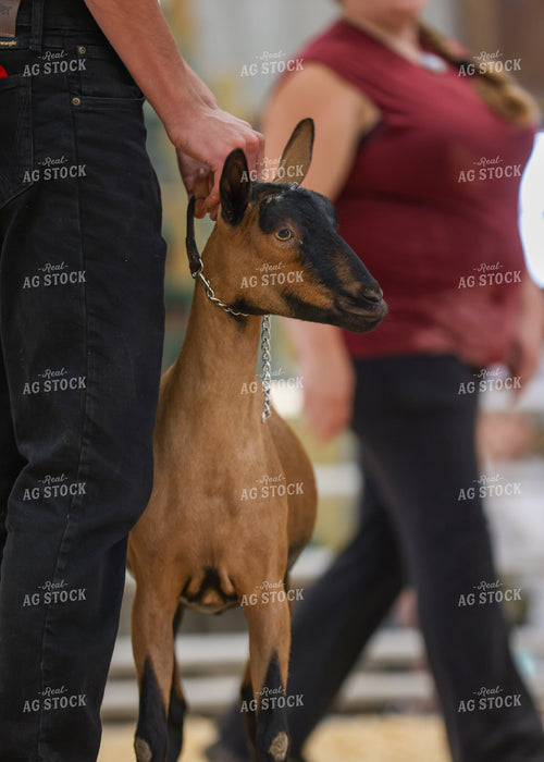 Showing Goats 160273