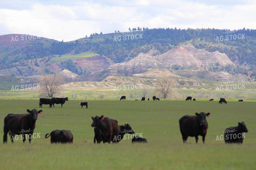 Cattle in Pasture 63058